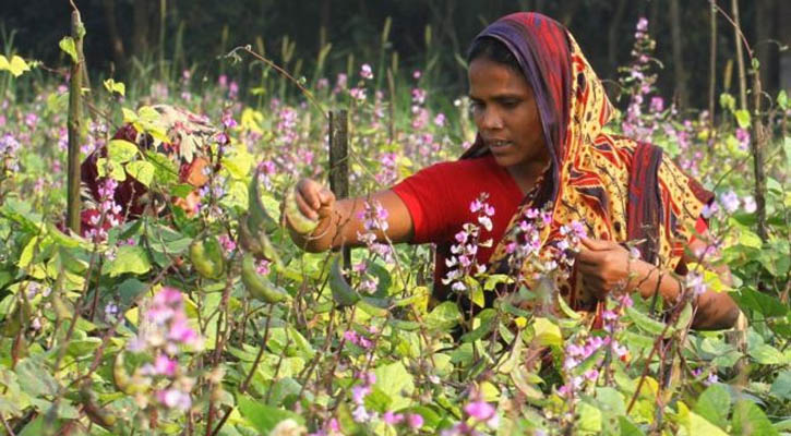 কৃষি ঋণে খেলাপি কমছে